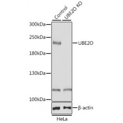 Ubiquitin-Conjugating Enzyme E2 O (UBE2O) Antibody