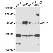 Western blot analysis of extracts of various cell lines, using INF2 antibody (abx135956) at 1/1000 dilution.