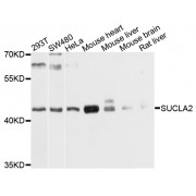 Western blot analysis of extracts of various cell lines, using SUCLA2 antibody (abx135958) at 1/1000 dilution.