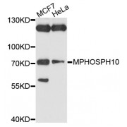 Western blot analysis of extracts of various cell lines, using MPHOSPH10 antibody (abx135959) at 1/1000 dilution.