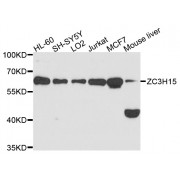 Western blot analysis of extracts of various cell lines, using ZC3H15 antibody (abx135963) at 1/1000 dilution.