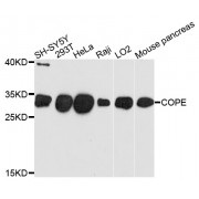 Western blot analysis of extracts of various cell lines, using COPE antibody (abx135965) at 1/1000 dilution.