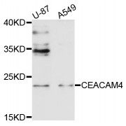 Western blot analysis of extracts of various cell lines, using CEACAM4 antibody (abx135973) at 1/1000 dilution.