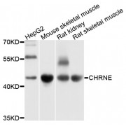 Western blot analysis of extracts of various cell lines, using CHRNE antibody (abx135975) at 1/1000 dilution.