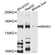 Western blot analysis of extracts of various cell lines, using NRXN1 antibody (abx135984) at 1/1000 dilution.