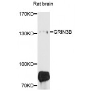 Western blot analysis of extracts of rat brain, using GRIN3B antibody (abx135999) at 1/1000 dilution.