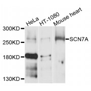 Western blot analysis of extracts of various cell lines, using SCN7A antibody (abx136006) at 1/1000 dilution.