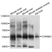 Western blot analysis of extracts of various cell lines, using CHRNB3 antibody (abx136018) at 1/1000 dilution.