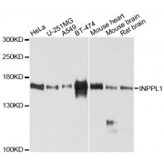 Western blot analysis of extracts of various cell lines, using INPPL1 antibody (abx136025) at 1/1000 dilution.
