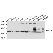 Western blot analysis of extracts of various cell lines, using NACA antibody (abx136032) at 1/1000 dilution.