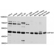 Western blot analysis of extracts of various cell lines, using AP1M1 antibody (abx136039) at 1/1000 dilution.