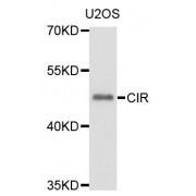 Western blot analysis of extracts of U2OS cells, using CIR1 antibody (abx136043) at 1/1000 dilution.