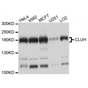 Western blot analysis of extracts of various cell lines, using CLUH antibody (abx136050) at 1/1000 dilution.