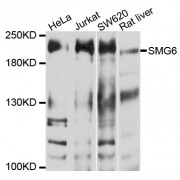 Western blot analysis of extracts of various cell lines, using SMG6 antibody (abx136051) at 1/1000 dilution.