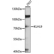 Western blot analysis of extracts of 293T cells, using KLHL9 antibody (1/1000 dilution).
