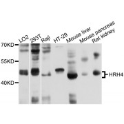 Western blot analysis of extracts of various cell lines, using HRH4 antibody (abx136061) at 1/1000 dilution.