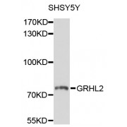 Western blot analysis of extracts of SH-SY5Y cells, using GRHL2 antibody (abx136063) at 1/1000 dilution.