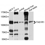Western blot analysis of extracts of various cell lines, using TAS1R1 antibody (abx136066) at 1/1000 dilution.