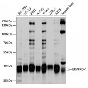 Western blot analysis of extracts of various cell lines, using ERVFRD-1 antibody (abx136072) at 1/1000 dilution.
