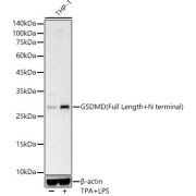 WB analysis of THP-1 cells, using GSDMD antibody (1/400 dilution).