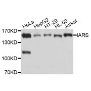 Western blot analysis of extracts of various cell lines, using IARS antibody (abx136086) at 1/1000 dilution.
