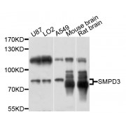 Western blot analysis of extracts of various cell lines, using SMPD3 antibody (abx136093) at 1/1000 dilution.