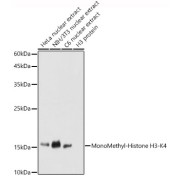 Western blot analysis of various lysates using MonoMethyl-Histone H3-K4 Antibody at 1/1000 dilution. Secondary antibody: HRP-conjugated Goat anti-Rabbit IgG (H+L) at 1/10000 dilution. Lysates/proteins: 25 µg per lane. Blocking buffer: 3% nonfat dry milk in TBST. Exposure time: 5s.