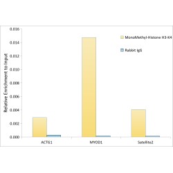 Histone H3K4me1 Antibody