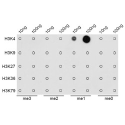 Histone H3K4me1 Antibody