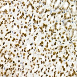 Histone H3K4me1 Antibody