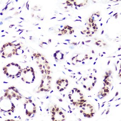 Histone H3K4me2 Antibody