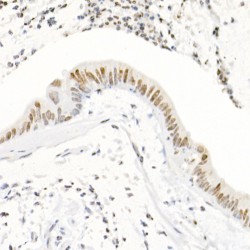 Histone H3K4me3 Antibody
