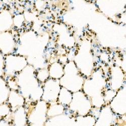 Histone H3K9me1 Antibody