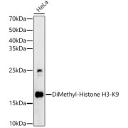Western blot analysis of lysates from HeLa cells, using DiMethyl-Histone H3-K9 Antibody at 1/600 dilution. Secondary antibody: HRP-conjugated Goat anti-Rabbit IgG (H+L) at 1/10000 dilution. Lysates/proteins: 25 µg per lane. Blocking buffer: 3% nonfat dry milk in TBST. Exposure time: 60s.