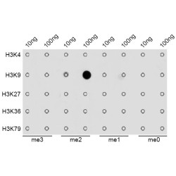 Histone H3K9me2 Antibody