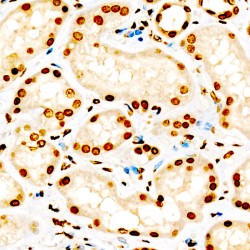 Histone H3K9me2 Antibody