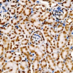Histone H3K9me2 Antibody