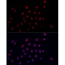 Histone H3K9me2 Antibody