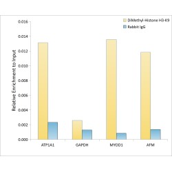 Histone H3K9me2 Antibody