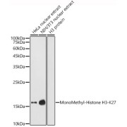 Western blot analysis of various lysates using MonoMethyl-Histone H3-K27 Antibody at 1/1000 dilution. Secondary antibody: HRP-conjugated Goat anti-Rabbit IgG (H+L) at 1/10000 dilution. Lysates/proteins: 25 µg per lane. Blocking buffer: 3% nonfat dry milk in TBST. Exposure time: 180s.