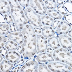 Histone H3K27me1 Antibody