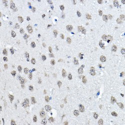 Histone H3K27me1 Antibody