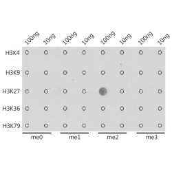 Histone H3K27me2 Antibody