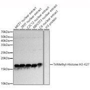 Western blot analysis of various lysates using TriMethyl-Histone H3-K27 Antibody at 1/1000 dilution. Secondary antibody: HRP-conjugated Goat anti-Rabbit IgG (H+L) at 1/10000 dilution. Lysates/proteins: 25 µg per lane. Blocking buffer: 3% nonfat dry milk in TBST. Exposure time: 0.5s.