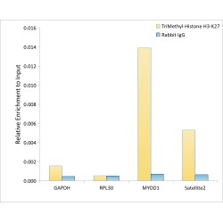 Histone H3K27me3 Antibody