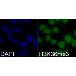 Histone H3K36me3 Antibody