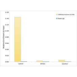 Histone H3K36me3 Antibody