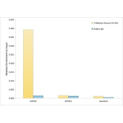 Histone H3K36me3 Antibody