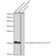 Western blot analysis of various lysates using MonoMethyl-Histone H3-K79 Antibody at 1/1000 dilution. Secondary antibody: HRP-conjugated Goat anti-Rabbit IgG (H+L) at 1/10000 dilution. Lysates/proteins: 25 µg per lane. Blocking buffer: 3% nonfat dry milk in TBST. Exposure time: 300s.