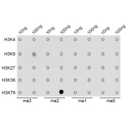 Histone H3K79me2 Antibody